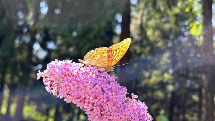 Սպասվում է առանց տեղումների եղանակ. օդի ջերմաստիճանն էապես չի փոխվի