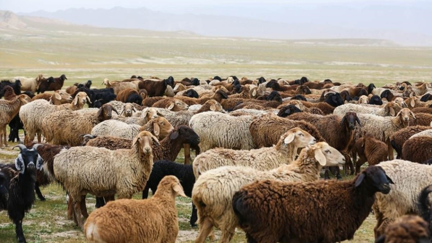 Ապարանում գողացել են 39-ամյա քաղաքացուն պատկանող 253 գլուխ ոչխար