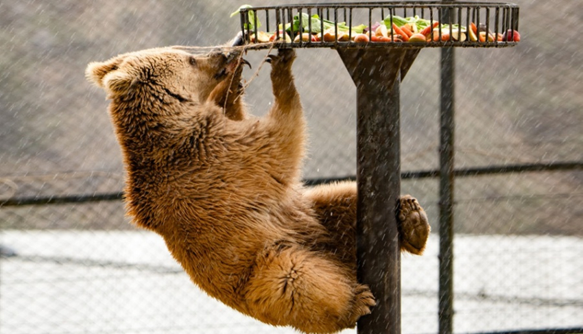 Նանար անունով արջը Ծաղկաձորի ռեստորանից տեղափոխվել է Վայրի կենդանիների փրկարար կենտրոն